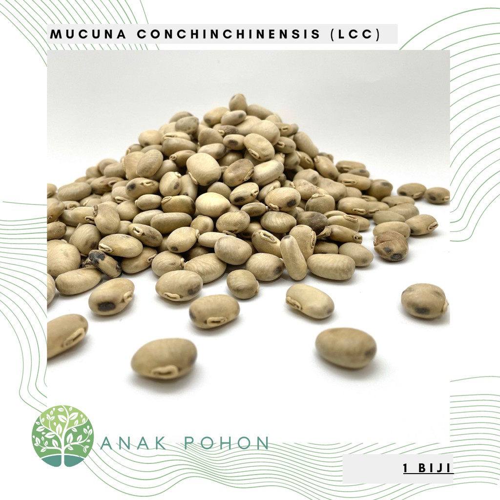 Jual Benih Bibit Biji - Mucuna conchinchinensis (Mc) Legume Cover Crop ...