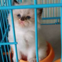 Pigura Foto Blitar