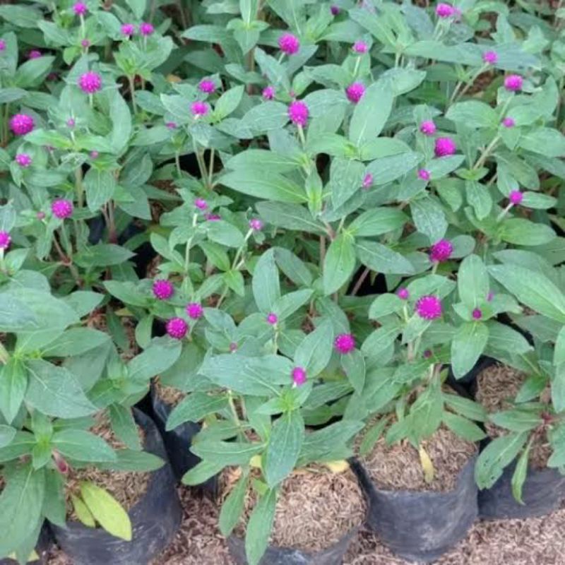 Jual Tanaman bunga kancing ungu / bung knop ungu sudah berbunga ...