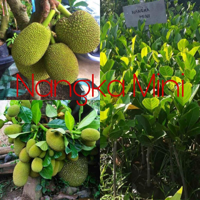 Jual Pohon Nangka Mini Okulasi Shopee Indonesia