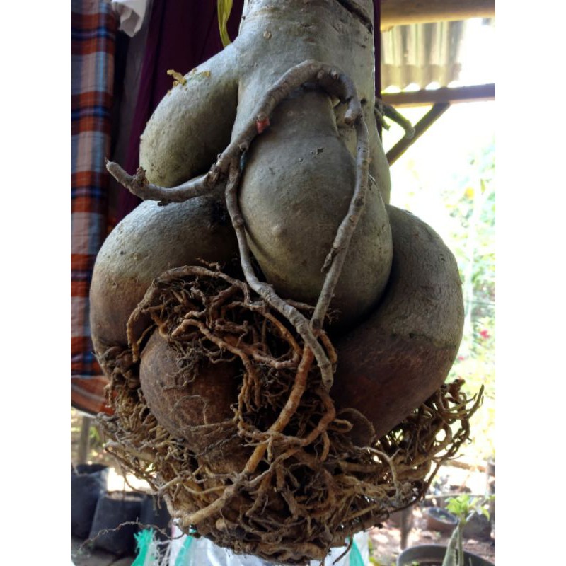 Jual bunga adenium jumbo akar cantik berkarakter | Shopee Indonesia