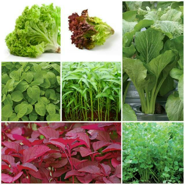 Jual Paket Hidroponik Benih Unggul Sayuran Hidroponik Repack | Shopee