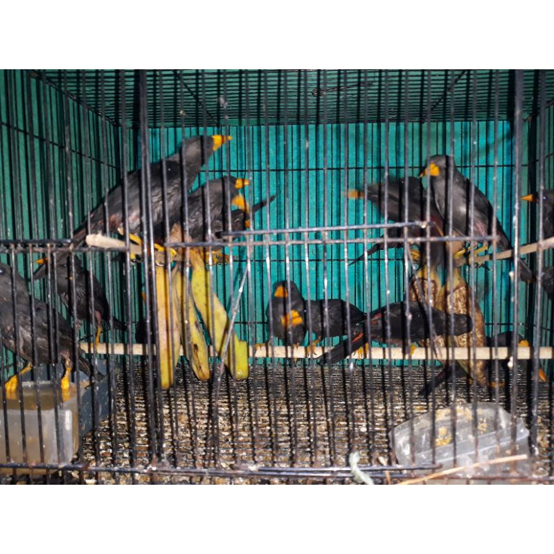 Jual burung rio rio | Shopee Indonesia