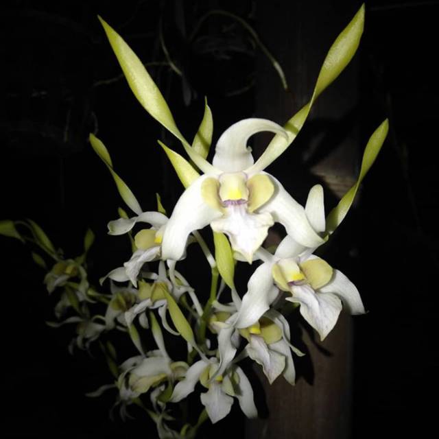 Jual MURAH...!!! Dendrobium Rabbit Spatulata Anggrek Keriting. Rabbit ...