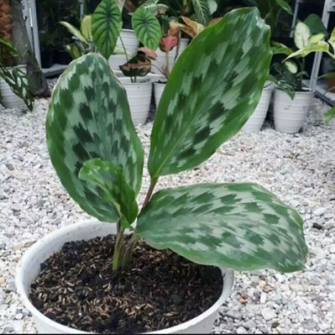 Jual Tanaman Hias Calathea Merak Pohon Calathea Merak Pth28