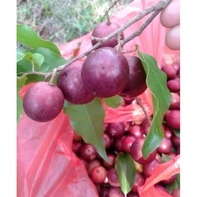 Jual Buah Rukem 1/2kg Rukam Duri | Shopee Indonesia