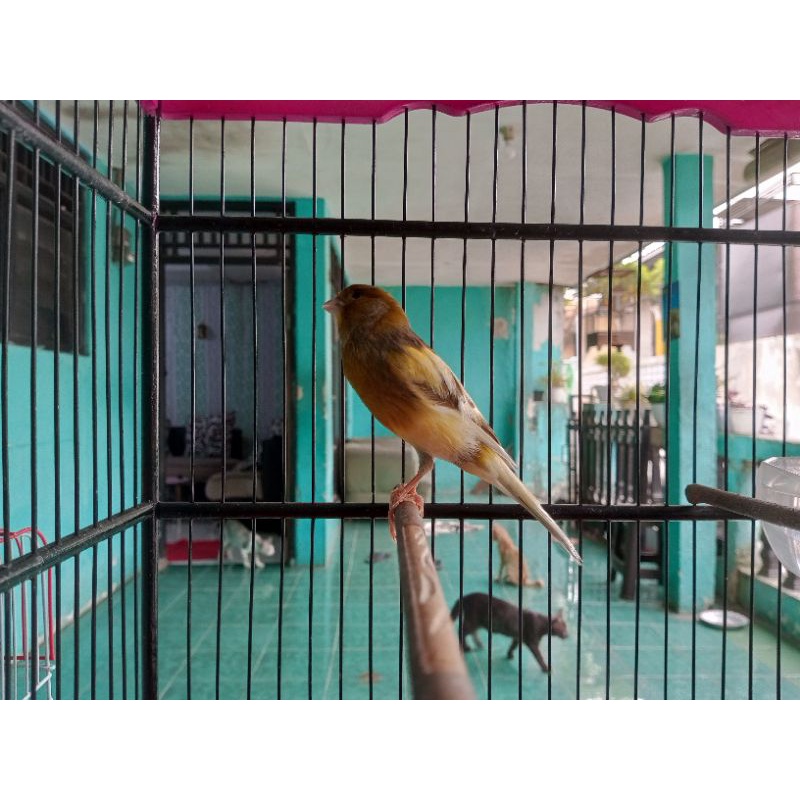 Jual Pasangan Burung Kenari F1ys x AFS Siap Ternak | Shopee Indonesia