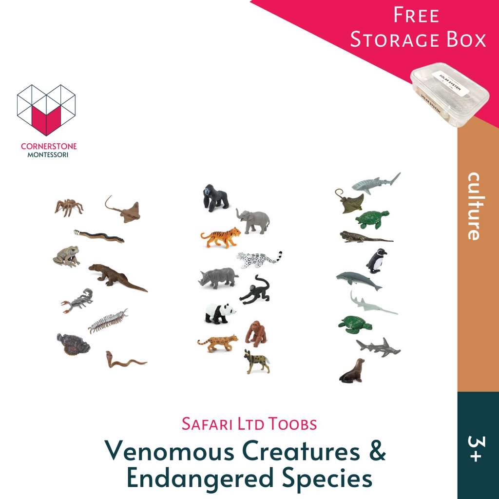 Safari Ltd Schildkröte Baby Miniatur – 13 Cm, Handbemalt, Phthalatfrei, Mit Lernkarte, Für Kinder Ab 3 Jahren