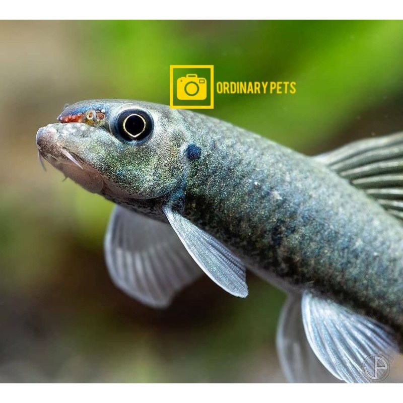 Jual Garrarufa turki ikan terapi ori garra rufa gararupa Shopee