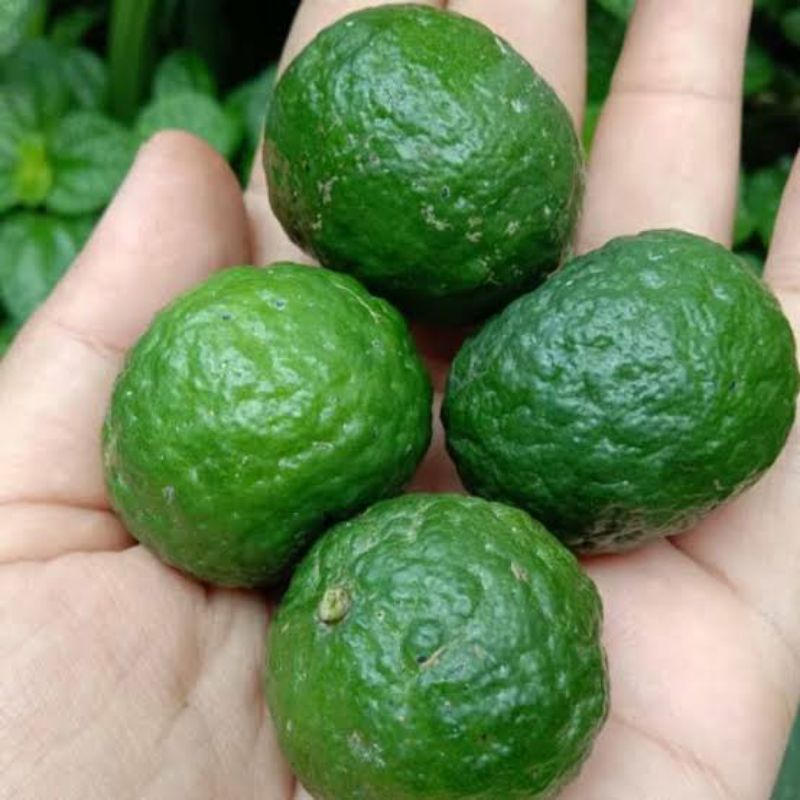 Jual Buah Jeruk Limau Jumbo Jeruk Limo Hijau Segar Shopee Indonesia 