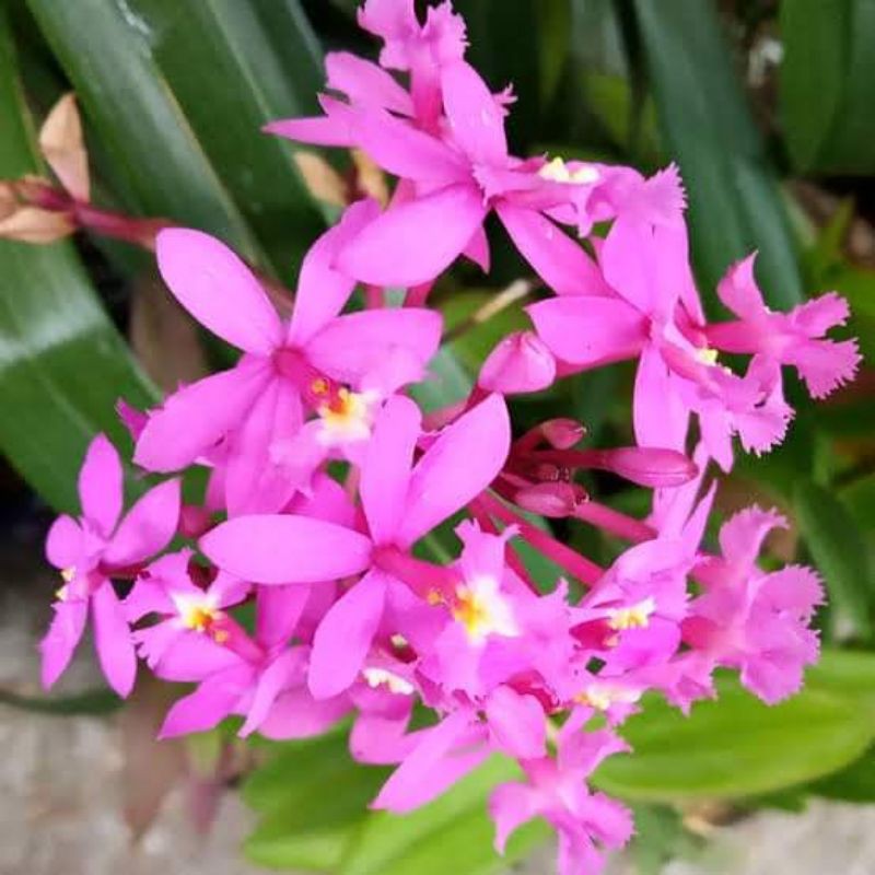 Jual dendrobium Epi dendrum dewasa | Shopee Indonesia