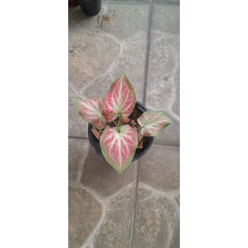 Jual Caladium Thailand Rot remaja | Shopee Indonesia