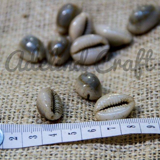 Jual Kerang dakon 50biji / kerang kuwuk | Shopee Indonesia