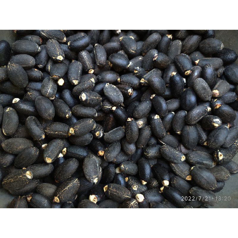 Jual Biji Jarak Pagar 1 Kg Kering Isi 1400 Biji Biji Jarak Umpan