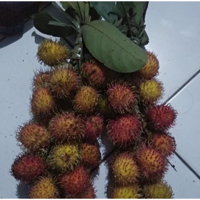 Jual Rambutan | Shopee Indonesia