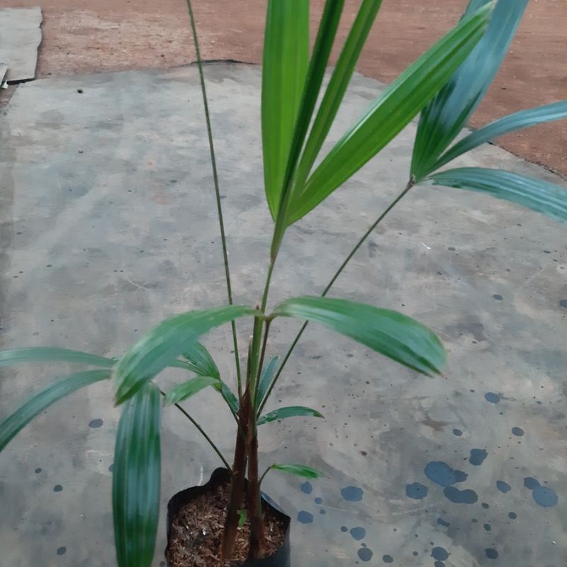 Jual Bibit pohon tanaman waregu palem waregu/ pohon Kawung aren mini ...