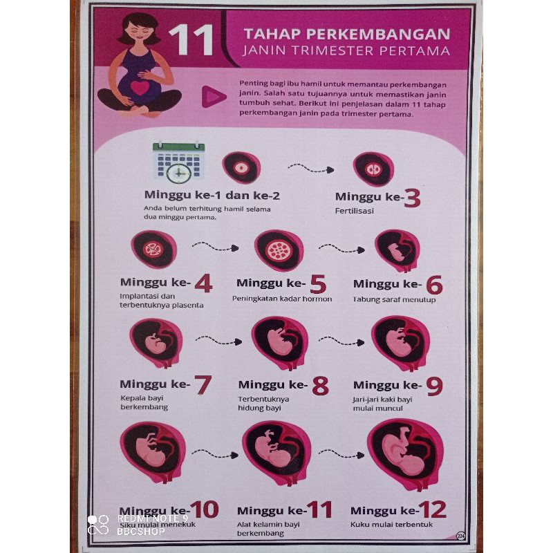 Jual 224 Poster 11 Tahap Perkembangan Janin Trimester Pertama