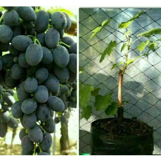Jual THE BEST 008 terkini b@ru bibit tanaman buah anggur autum royal ...