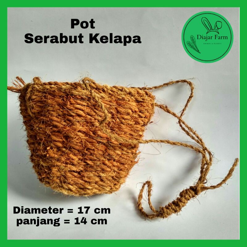 Jual Pot Gantung Bunga Anggrek Tanaman Rambat Bunga Rambat Bahan Sabut ...