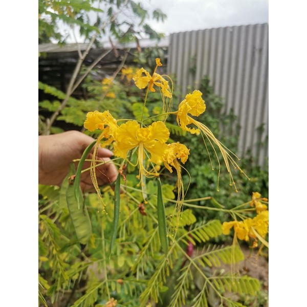 Jual Tanaman bunga kembang merak kuning / Caesalpinia pulcherrima ...