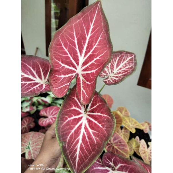 Jual CALADIUM RICH OF THAI / ROT THAI SERIES FAVORIT | Shopee Indonesia