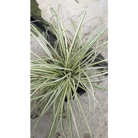 Jual tanaman rumput garis tipis (Real pict) - tanaman gantung carex ...