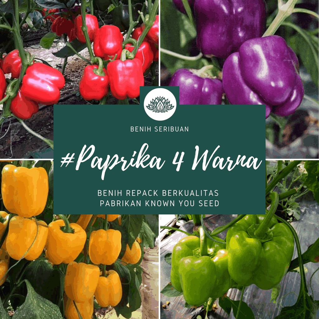 Jual Bibit Sayuran Paprika 4 Varian Warna Benih Tanaman Sayuran Paprika Mix Merah Hijau Kuning