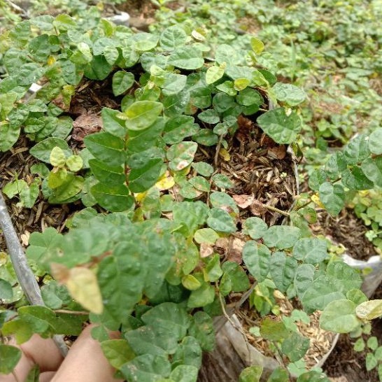 Jual Tanaman Dolar Rambat Daun Kecil Ficus Pumila Repens / Tanaman ...