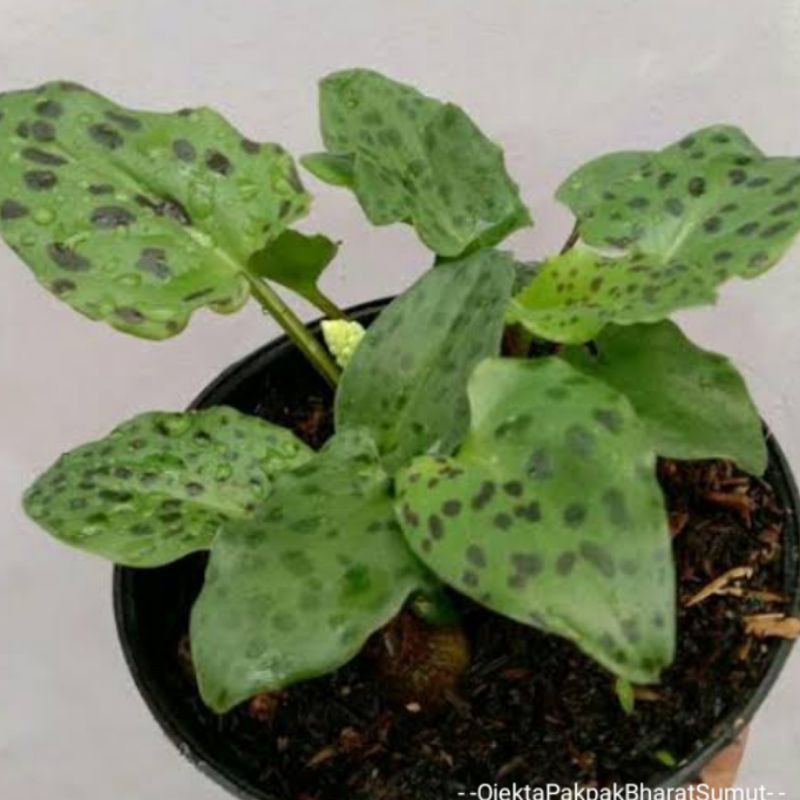 Jual Tanaman Drimiopsis Maculata Keladi Katak Lidah Katak Caladium