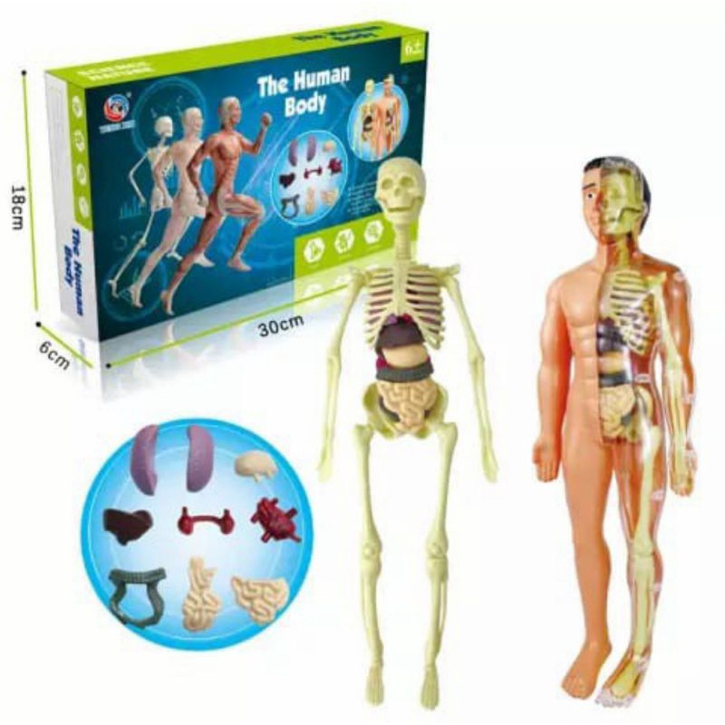 Jual Human Body Kit | Shopee Indonesia