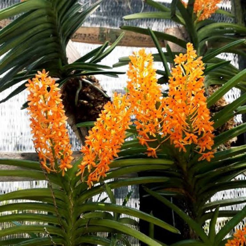 Jual Anggrek Vanda Dewasa Ascocentrum Miniatum | Shopee Indonesia