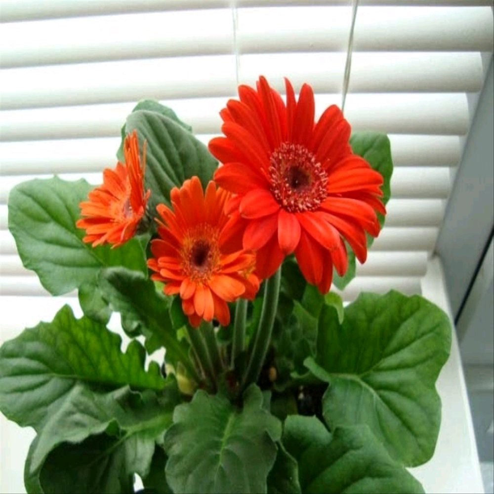 Jual 1 Benih Bunga Gerbera merah | Shopee Indonesia