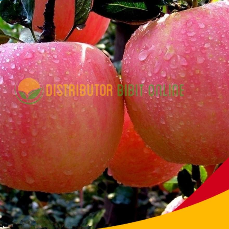 Jual Segera Dapatkan Bibit Apel Fuji Merah Okulasi Dan Cangkok Cepat Berbuah Wisata Flora