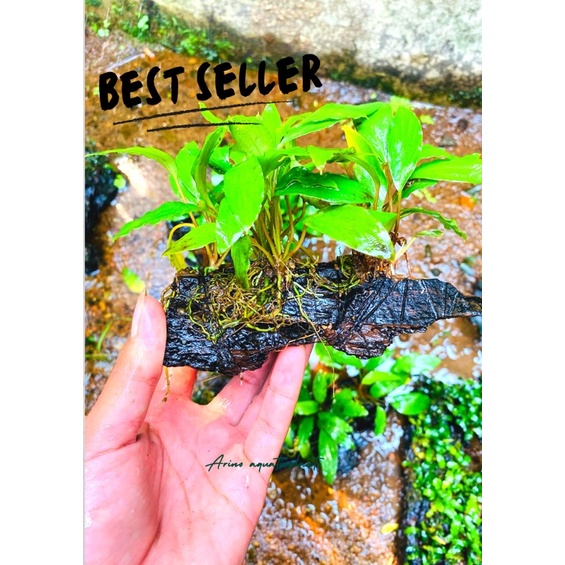 Jual hardscape kayu rentek anubais sp / drivewood aquarium | Shopee ...