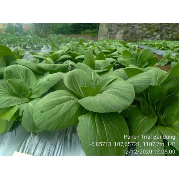 Jual Benih Cap Rusa - 3200 BENIH BIBIT BIJI PAKCOY SEGARA F1 - Kemasan ...