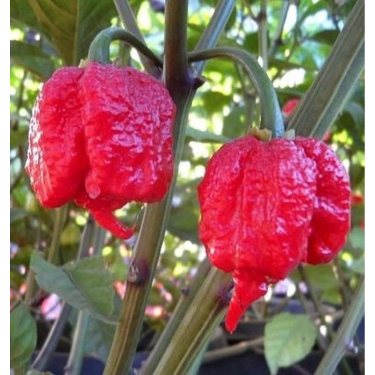 Jual Benih Cabe Carolina Reaper Biji Cabai Hias Paling Pedas Shopee Indonesia