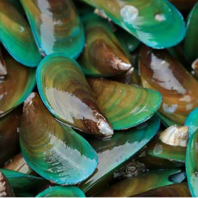 Jual Kerang Terlengkap & Harga Terbaru Juli 2026 | Shopee Indonesia
