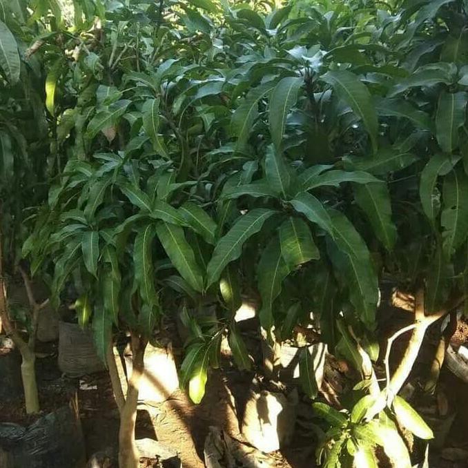 Jual Pohon Mangga Namdokmai Siap Buah Tinggi 15 Meter Shopee Indonesia 5158