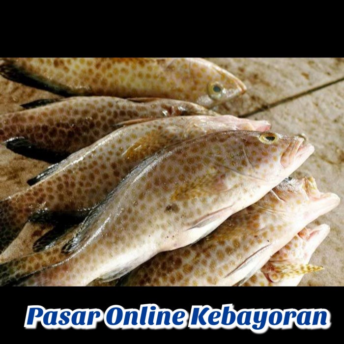 Jual Ikan Kerapu Segar 1 Kg Shopee Indonesia