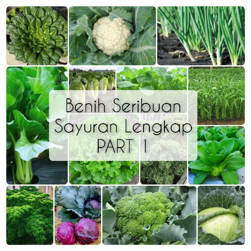 Jual Benih Sayuran Lengkap PART 1 - Benih Seribuan - Benih Murah Isi ...