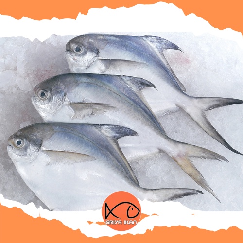 Jual IKAN BAWAL PUTIH | Shopee Indonesia