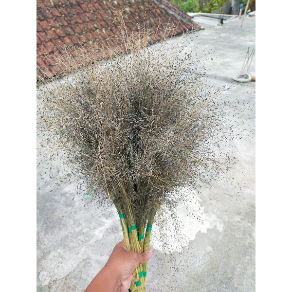 Jual BUNGA RUMPUT LAMURAN KERING KUALITAS TERBAIK / RUMPUT JEPANG ...