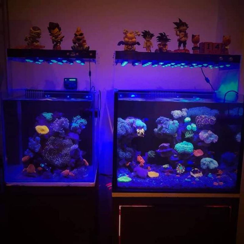 Jual paket aquarium air laut 60cm Shopee Indonesia