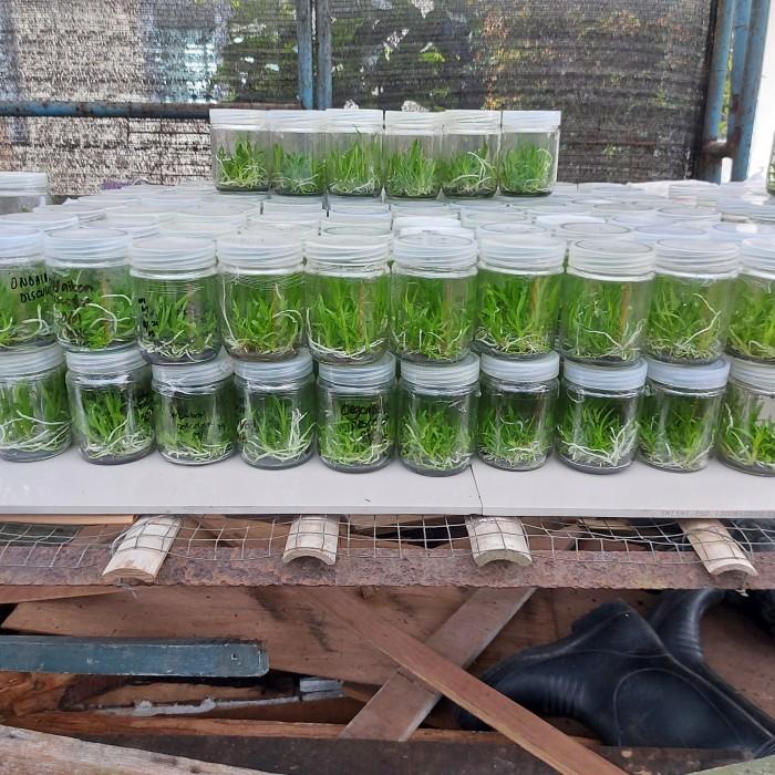 Jual Bibit Botolan Anggrek Dendrobium | Shopee Indonesia
