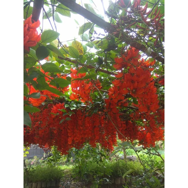 Jual tanaman flame of irian murah | Shopee Indonesia