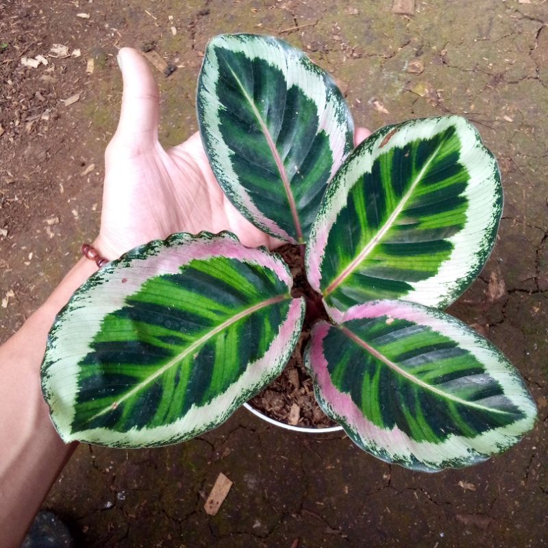 Jual chalathea angela merak 4-5 daun dewasa | Shopee Indonesia