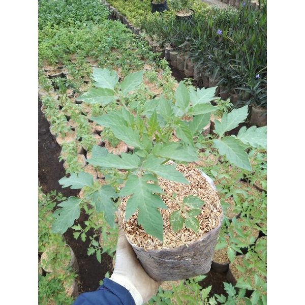 BIBIT BUAH TOMAT SAYUR / TOMAT BESAR BIBIT UNGGUL SUDAH BERAKAR RIMBUN