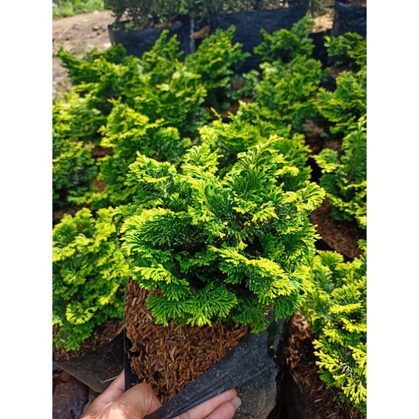 Jual pohon cemara inoki kuning ukuran besar | Shopee Indonesia
