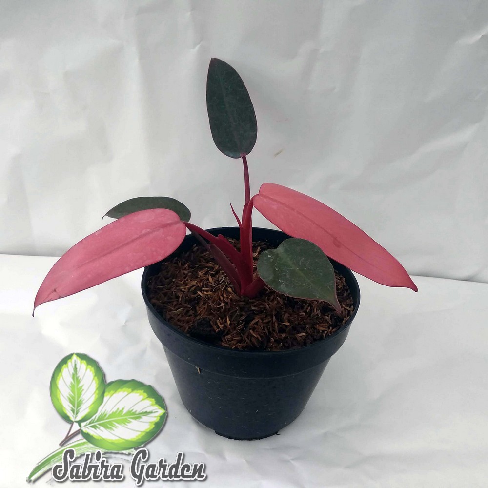 Jual Tanaman hias philodendron dark lord pink - philodendron pink dark lord  | Shopee Indonesia