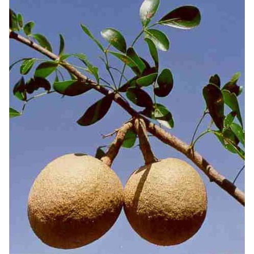 Bibit Tanaman Buah Kawista Batu